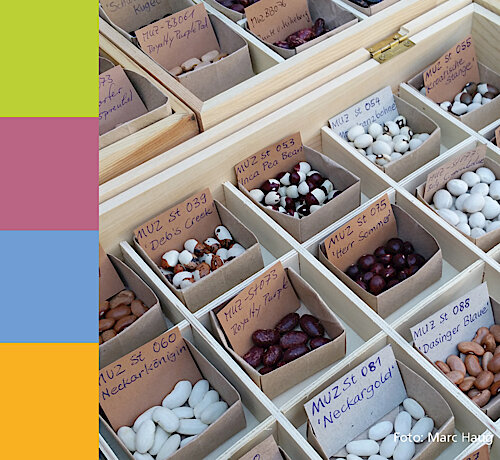 Neues aus der Saatgutbibliothek – Puchheim unterstützt das Bohnenprojekt des Ökologischen Bildungszentrums München